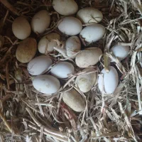 تخم غاز محلی