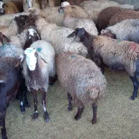 میش داشتی و بره|حیوانات مزرعه|کوهدشت, |دیوار