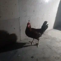 خروس خزک معاوضه با مرغ