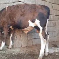 گوساله المانی برای فروش