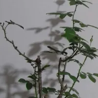بنسای رز  5ساله نژاد هلندی با کیفیت .|گل و گیاه طبیعی|تهران, بهارستان|دیوار
