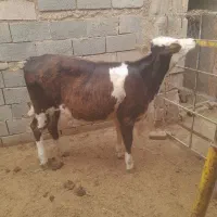 گوساله ماده