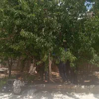 علوفه
