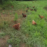 تخم مرغ محلی|خوردنی و آشامیدنی|رشت, پسیخان|دیوار