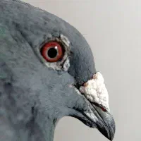 کبوتر مسافتی ماده