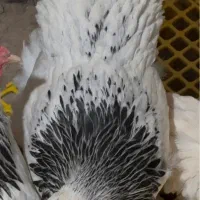 تخم نطفه دار برهما لایت و بلو لایت|حیوانات مزرعه|تهران, زعفرانیه|دیوار