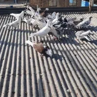 کبوتر، جوجه قلمه تیرماه،نروماده دهنجور|پرنده|قرچک, باقرآباد|دیوار
