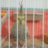 عروس هلندی|پرنده|دره شهر, |دیوار