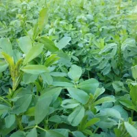 یونجه خشک نژاد مراکش malfa