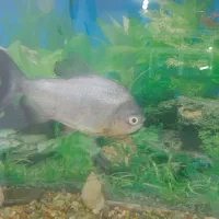 ماهی پیرانا