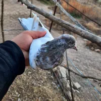 سپه نر و ماده|پرنده|اردبیل, |دیوار