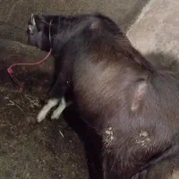 بالاخ|حیوانات مزرعه|سراب, |دیوار