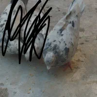 پرنده|حیوانات|قم, علی آباد سعدگان|دیوار