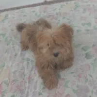 پاپی|سگ|ساوه, |دیوار