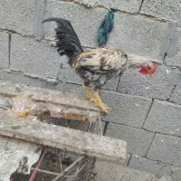 خروس گردن لخت و مرغ گناوه|حیوانات مزرعه|بندر گناوه, |دیوار