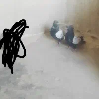 کبوتر سینه ای|پرنده|زابل, |دیوار