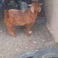 ۱۶۰۰۰۰۰۰۰|حیوانات|سراوان, |دیوار