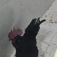 خروس تمام مشکی