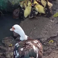 جوجه اردک اسرائیلی بامادر