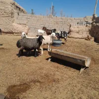 میش جوان ابستن