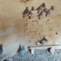 کبوتر