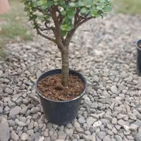 گل (گیاه) بنسای خرفه|گل و گیاه طبیعی|رشت, بازار|دیوار