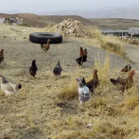 یازده مرغ چاق محلی ، هرکدوم350|حیوانات مزرعه|کوهدشت, |دیوار