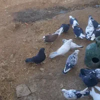 یه گنجه کبوتر پرشی ۵۵یا ۶۰ تایی|پرنده|بوکان, |دیوار