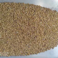 بذر یونجه اصیل همدانی پایه بلند«هر کیلو330»|خدمات باغبانی و درختکاری|ملایر, |دیوار