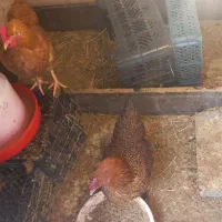 مرغ|حیوانات مزرعه|قم, سراجه (۱۵ خرداد)|دیوار