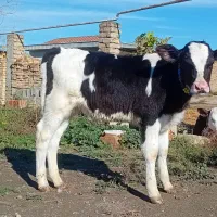 گوساله هلشتاین نر جنس صنعتی خوراک خور کلفت گاو|حیوانات مزرعه|آق قلا, |دیوار