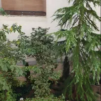 ونک، ملاصدرا، شیراز ۱۰۰ م دوخواب|اجارهٔ آپارتمان|تهران, شیراز|دیوار