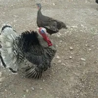 فروش بوقلمون سرحال