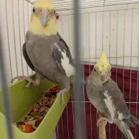 یک جفت عروس هلندی مولد