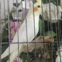عروس هلندی