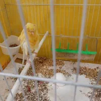 قناری|پرنده|مشهد, نظام دوست|دیوار