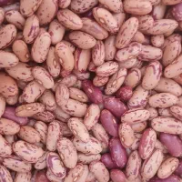 لوبیا چیتی درجه یک محلی