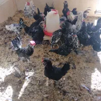 نیمچه مرغ وخروس گلین|حیوانات مزرعه|میبد, |دیوار