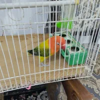 طوطی برزیلی فیشرنر هشت ماهه