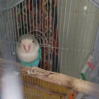 طوطی برزیلی