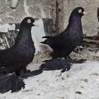 کبوتر قره وقرمز|پرنده|اهر, |دیوار