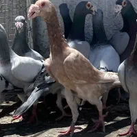 نروماده کاریر