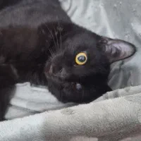 واگذاری گربه