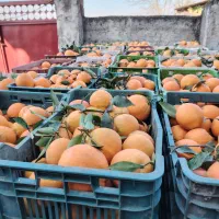 4 تن تامسون درجه 1