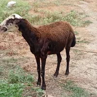 گوسفند داشتی جوان