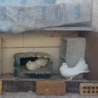 کبوتر دم چتری