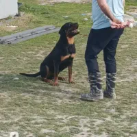 فروش سگ تربیت شده بسیار فرمان پذیراز نژاد رودوایلر