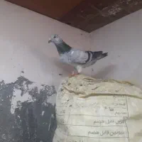 کفتر|پرنده|تربت جام, حافظ|دیوار