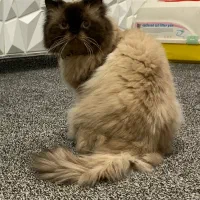 واگزاری گوربه پرشین اصیل با وسایل کامل