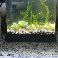 آکواریوم گیاه طبیعی|ماهی|سیرجان, |دیوار